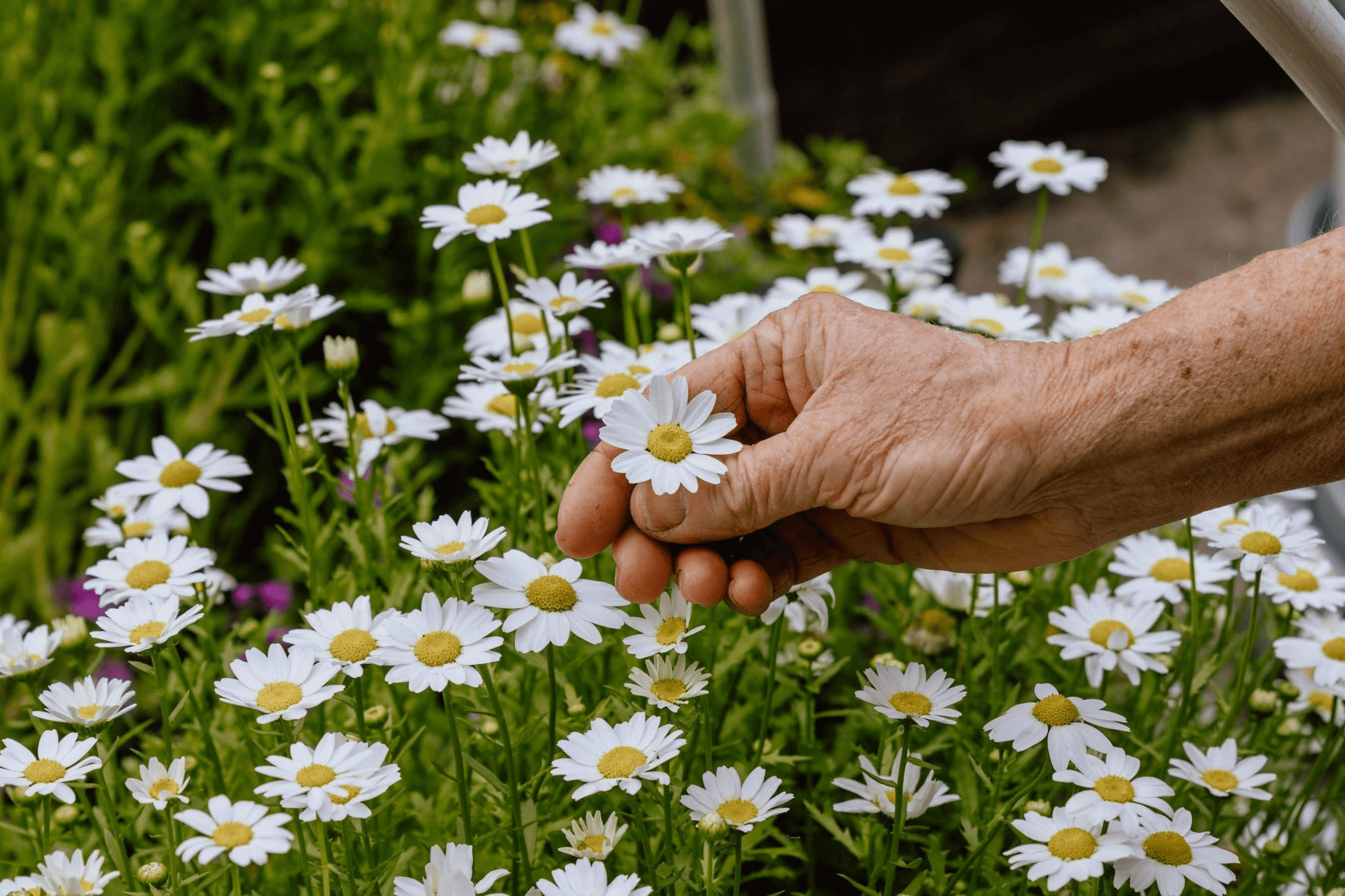 Issac Teng x Destination Central Coast Firescreek Winery Hero wild flowers